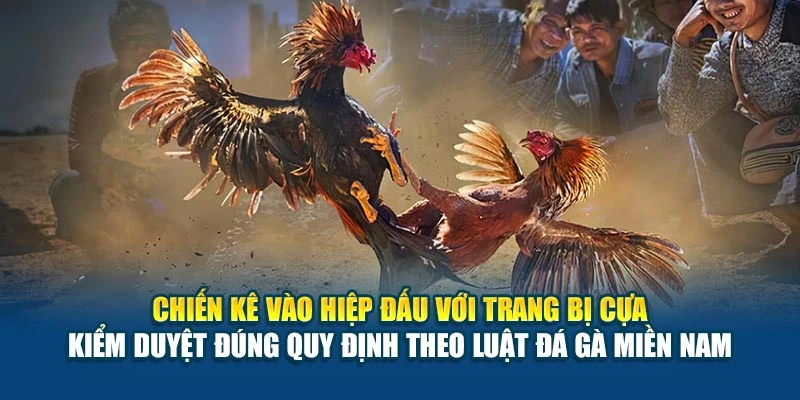 Luật Đá Gà Miền Nam - Những Quy Tắc Thi Đấu Cụ Thể Nhất 6 Chiến kê vào hiệp đấu với trang bị cựa kiểm duyệt đúng quy định theo luật đá gà miền Nam